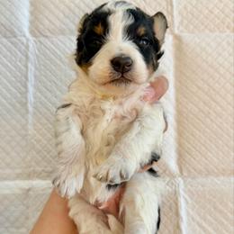 White Tricolor - Tri-color male Bernedoodle puppy in Brooksville, Florida from Kruger Doodles