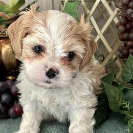 George - Blenheim male Cavatzu puppy in Oklahoma from Rocky Oak Cavaliers & Biewer Terriers LLC