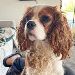 Dottie - Cavalier King Charles Spaniel