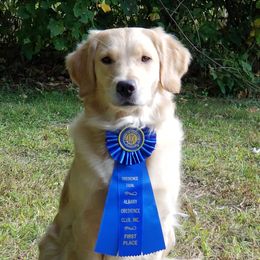 Vista - Golden Retriever