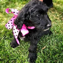 Goldendoodle Puppies from DoodleSmith, LLC