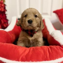 Comet - Dark golden male Golden Retriever puppy in Seville, Ohio from Retriever Ranch