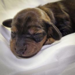 Miss Yellow - Brindle female Dachshund puppy in Virginia City, Nevada from V.C. Weenies