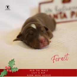 Forest - RTM - Red tri male Miniature Australian Shepherd puppy in Nacogdoches, Texas from TK Standard, Mini, & Toy Aussies