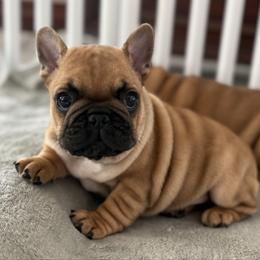 Zebulun - Fawn male French Bulldog puppy in Arkadelphia, Arkansas from Fralala Frenchies