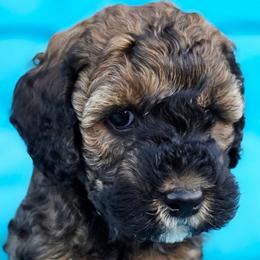 Bentley - Sable and white male Cockapoo puppy in Indiahoma, Oklahoma from Phamily Doodles