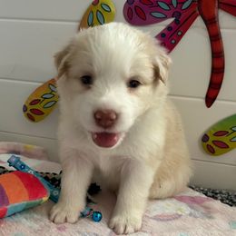 Teal collar girl - White and gold female Border Collie puppy in Litchfield Park, Arizona from Dragonfly BC Puppies (Champion Lineage)