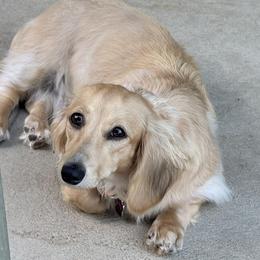 Willow - Dachshund
