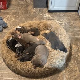 Aussiedoodle, Bulldog, Miniature Australian Shepherd, Poodle, and Toy Australian Shepherd Puppies from Mowry Creek Mini Aussiedoodles and More
