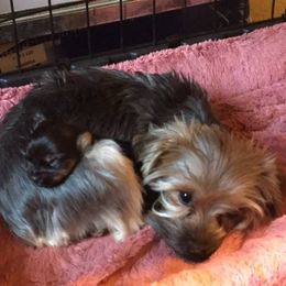 Sock - Yorkshire Terrier