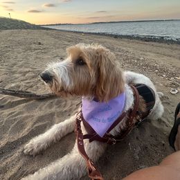 Labradoodle and Poodle All Grown Up from Caris Paws Poodles and Doodles