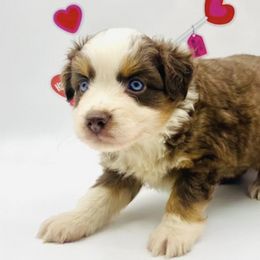 Aussiedoodles, Miniature Australian Shepherds, and Poodles from Three Sisters Kennel