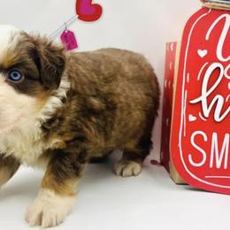 Aussiedoodles, Miniature Australian Shepherds, and Poodles from Three Sisters Kennel