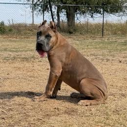 Formentino Male 1 - Gray and fawn male Cane Corso puppy in Cashion, Oklahoma from APEXOK Cane Corsos LLC