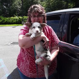 Cardigan Welsh Corgis from Visions Cardigan Welsh Corgis
