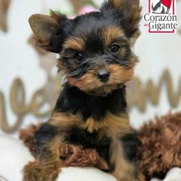 Francesca Bridgerton - Black and tan female Yorkshire Terrier puppy in California from Corazon de gigante