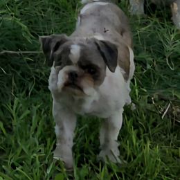 Stitches - Shih Tzu