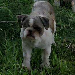 Stitches - Shih Tzu