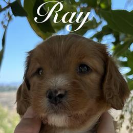 Sycamore Canyon's Ray - Caramel red male Australian Labradoodle puppy in Riverside, California from Sycamore Canyon Labradoodle