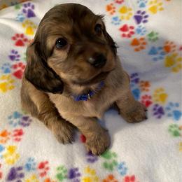 Blue collar male - Cream male Dachshund puppy in Madison, Indiana from Jensen Dobermans and Dachshunds