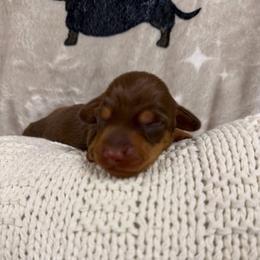 Jimmy Dean - Chocolate and tan male Dachshund puppy in Chillicothe, Ohio from Brittney's Dachshunds