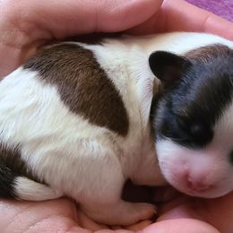 Maltipoo and Shihpoo Puppies from Cuddable Pups