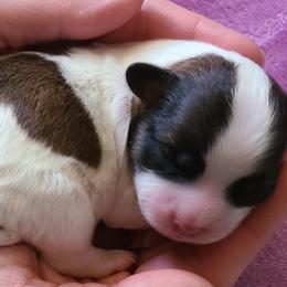 Maltipoo and Shihpoo Puppies from Cuddable Pups