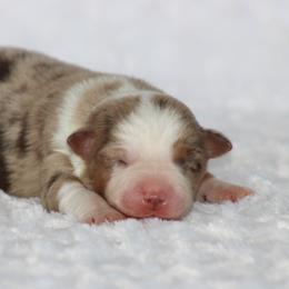 Katy - Red merle female Miniature Australian Shepherd puppy in Circleville, Utah from Canyon Creek Aussies