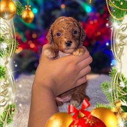 Eve - Red  female Goldendoodle puppy in Kissimmee, Florida from Poodle Doodle Kennels