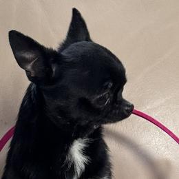 Chihuahuas from RoyAl