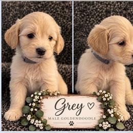 Goldendoodle Puppies from Aaryn Allman