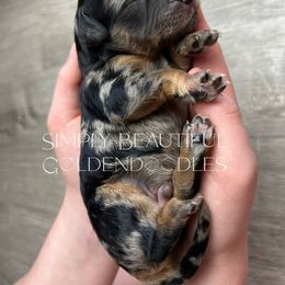 Boy 3 (name pending) - Merle male Goldendoodle puppy in Ottawa, Ohio from Simply Beautiful Goldendoodles