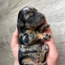Boy 3 (name pending) - Merle male Goldendoodle puppy in Ottawa, Ohio from Simply Beautiful Goldendoodles