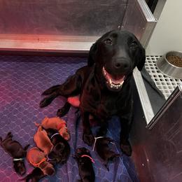 Boy 3 - male Labrador Retriever puppy in Wyocena, Wisconsin from Da-Koda High Kennels