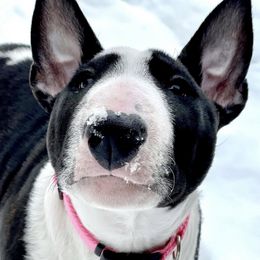 Bull Terriers and Miniature Bull Terriers from Old Forge Bull Terriers