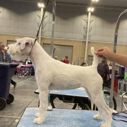 Lupin - Parson Russell Terrier