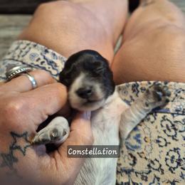 Female 4 Constellation - Piebald female Dachshund puppy in Gordon, Georgia from Long Dogs Yellow Farm