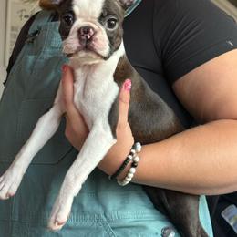 Tule - Black brindle and white female Boston Terrier puppy in Brandon, South Dakota from Lakeview Bostons