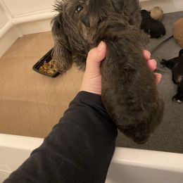 Schnoodle Puppies from Noodle Tings Puppies