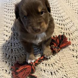 9 Red-tri female - Red tri-color female Australian Shepherd puppy in Shoshone, Idaho from Copper Rose Kennel