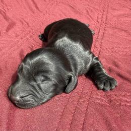 Female 1 - Black female Dachshund puppy in El Campo, Texas from Creamer Creek Kennel