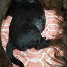 Flat-Coated Retriever Puppies from Dr. Patricia McClain