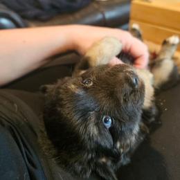 Margarita - Black tri female Miniature American Shepherd puppy in New Providence, Pennsylvania from Tons of Kisses