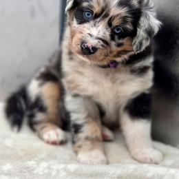Indi (Indica) - Blue merle female Australian Shepherd puppy in Carmichael, California from Aloe Aussies