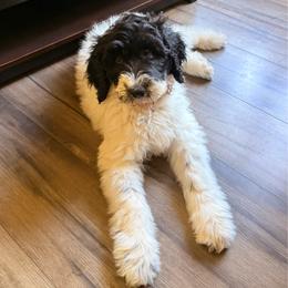 Blue-potty trained - Black and white female Sheepadoodle puppy in Prairie Du Chien, Wisconsin from Hicklin Hollow Ranch