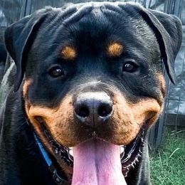 Brutis - Rottweiler
