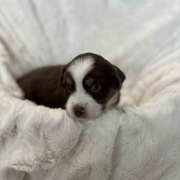 Winston - Red tri-color male Miniature American Shepherd puppy in Murray, Utah from Regal Miniature American Shepherds | Regal Miniature Australian Shepherds