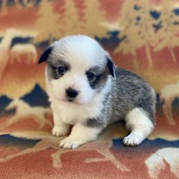 Spur - White and fawn male Pembroke Welsh Corgi puppy in Woodland, Washington from MB Acres Corgis