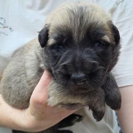 White collar boy - Sable male German Shepherd puppy in Dallas, Pennsylvania from Mountainside German Shepherds