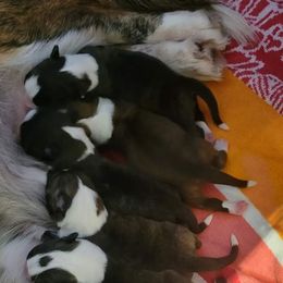 Cardigan Welsh Corgi puppies from Brechdan Cardigan Welsh Corgis